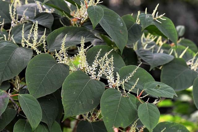 Japanese knotweed is an invasive plant that can cause costly structural damage to property.