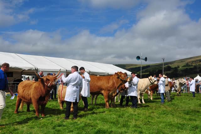 Interbred cattle being judged at a former Hope SHow