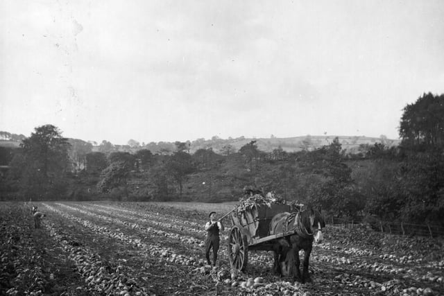 The mangold harvest being collected in a field in Derbyshire in April 1945.  (Photo by H. Smith/Fox Photos/Getty Images)