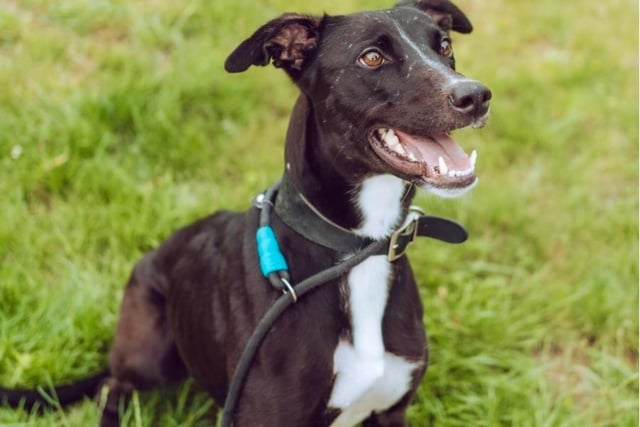 Luna is just over three years old and a  lurcher type. She is very active but will need some basic training that includes learning how to play, that it's okay to be left alone and she may also require some behavioural support. Luna would prefer an adult-only household where she is the only animal in the home.