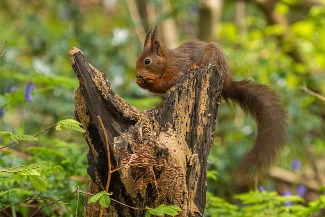 ​Buxton’s Andy Gregory was in the right place at the right time to snap this red squirrel tucking into a meal.