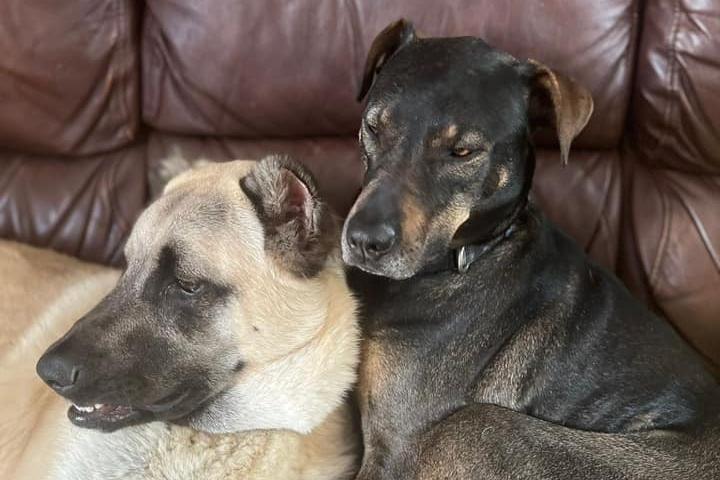 Kaan and Kiz were both street dogs in Turkey before being rescued by Emma Jane Spendlow.