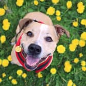 Dogs Trust launches National Dog Survey