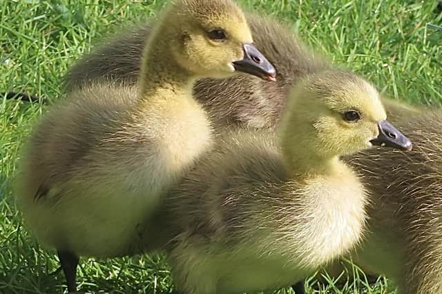 A delightful shot from regular contributor David Hodgkinson shows these Canadian geese goslings.