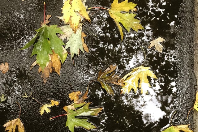 Autumn leaves caught in a puddle.