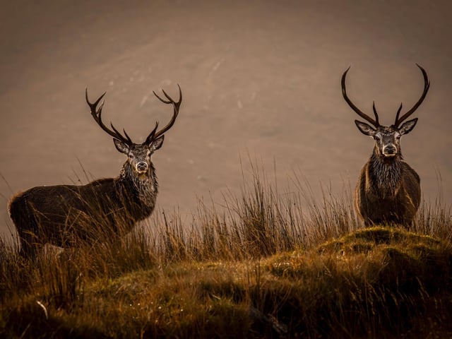 The pictures were taken at Kinloch Hourn.