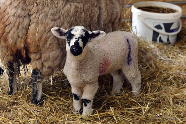 New lambs at Landmarks Specialist College.