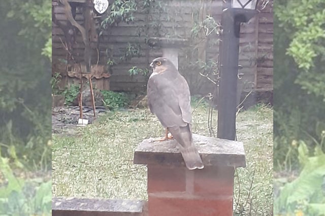 Tracey Casswell, of Chaddesden, had two visits from a Sparrowhawk in her garden. She said the bird was becoming quite used to her taking photos.