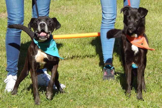 Support two charities by taking part in the fun dog show at Holmebrook Valley Park, Newbold, Chesterfield, on Sunday, April 10, 2022.