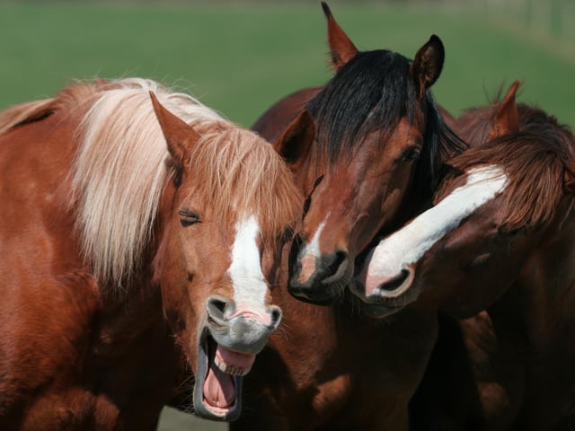 Magdalena Strakova, whose picture of three horses, called Gossip Girls, won the Mighty Horse category in the international competition.