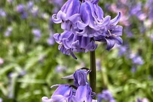 Gorgeous bluebells from @anitabathgate