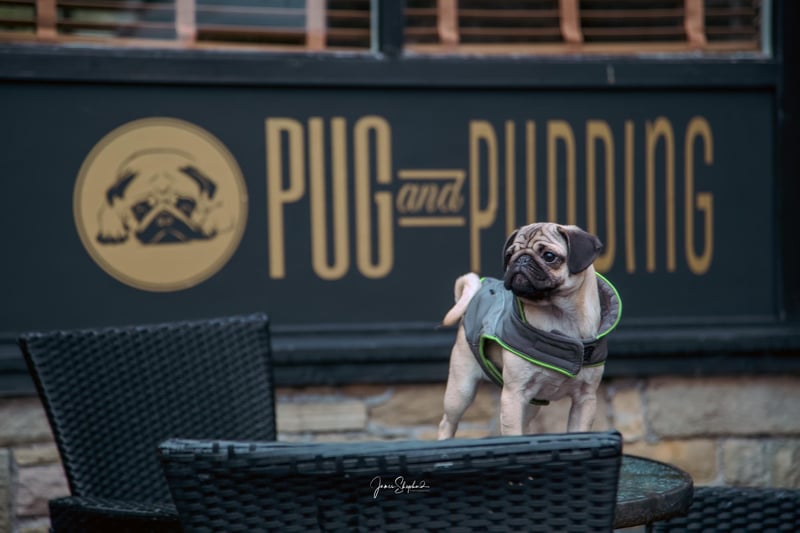 A Pug and Pudding pug. Photo Anthony Ringer