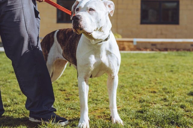 This six-year-old American Bulldog  is a large dog with a sweet temperament. Ellie's carers suspect that she may be deaf as she is oblivious to the noise of the RSPCA kennels, sleeping contentedly until she feels a gentle hand on her head.