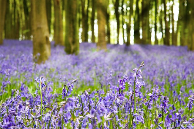 Adults can admire the English native bluebells while children have fun in the woodland play area of the gorgeous 20-acre Renishaw Hall estate which boasts stunning Italianate gardens (generic photo: Stock Adobe/Jane Rix).