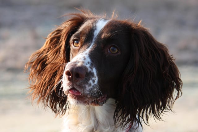 Do you own a Springer Spaniel? The research has revealed owners of this breed are the most traditional, reserved, and punctual.