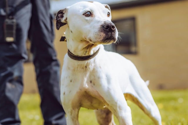 Dottie is a seven-year-old Staffordshire Bull Terrier with a docile temperament. She is sweet, kind and full of love.