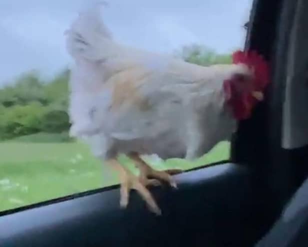 Barry the cockerel flew in Jessica's car window.
