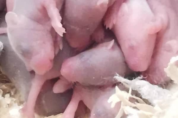She kept them in a tank but they kept breeding and there are now 100 mice seeking their forever home.