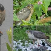 Photos from our readers show Sparrowhawks visiting Derbyshire.