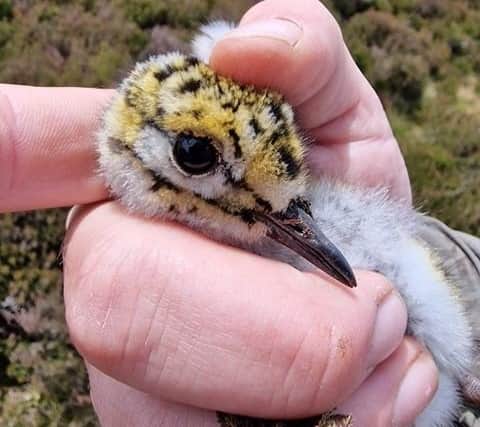 A curlew chick with embedded tick in the Peak District
