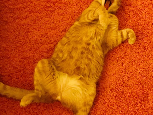 'Good morning, Fox Mulder!' was awarded the junior category winner in the Mars Petcare Comedy Pet Photography Awards.