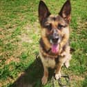 This gorgeous female German Shepherd is eight years old, has had little human contact and is nervous around people. Chesterfield Animal Rescue is looking for a single lady with no other animals to adopt Hatti.
