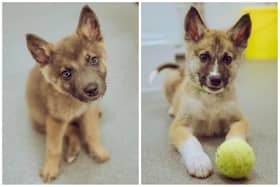 Blitzen and Comet are among the adorable puppies looking for forever homes at Chesterfield RSPCA shelter.