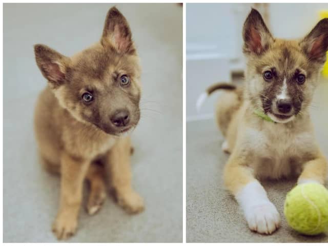 Blitzen and Comet are among the adorable puppies looking for forever homes at Chesterfield RSPCA shelter.