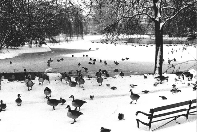 Retro Chesterfield - Ducks search for food on a cold winters day in Queen's Park, January 1986.