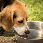 Several pubs in and around Bakewell put out bowls of water for thirsty canines and some offer doggy treats (generic image: Pixabay)