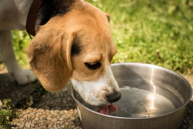 Several pubs in and around Bakewell put out bowls of water for thirsty canines and some offer doggy treats (generic image: Pixabay)