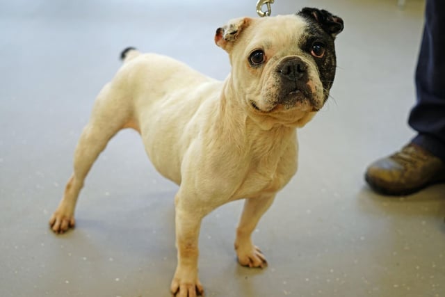 Bonnie is a seven-year-old French bulldog who loves fuss and attention