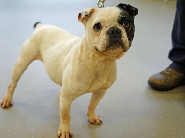 Bonnie is a seven-year-old French bulldog who loves fuss and attention