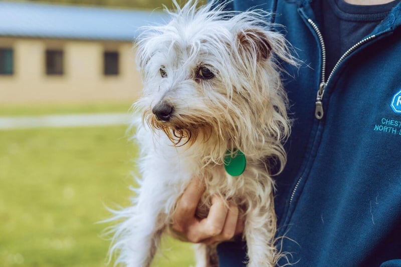 Poppy is a 13-year-old terrier who is sweet and gets on well with other dogs, particularly Minnie the Staffie. RSPCA carers are hoping to find Poppy and Minnie a home where they can be together forever.