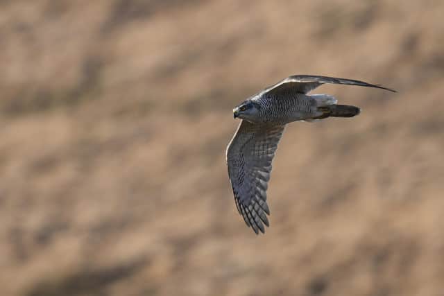 Progress towards increasing numbers of goshawk and other birds of prey in the Peak District is being thwarted by illegal killings.