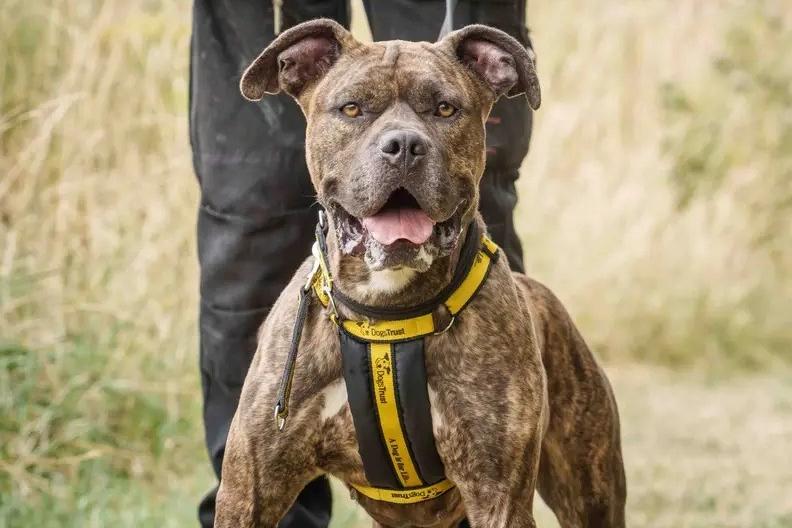Ziah is a special lady with a massive zest for life and an absolute love for people! Because she doesn't always realize her own size and strength, she can be quite boisterous, so she is looking for a home where everyone is secondary school-aged or older, along with owners who are dedicated to continuing her training so she can truly flourish. She's superb in the car, loves her walks where she could potentially make some walking friends, and is deeply affectionate once you get to know her. Ziah will need to be the only pet in the home, but whoever adopts her is going to be exceptionally lucky!