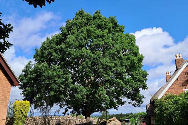Plans to cut down historic 60ft oak tree in Derbyshire village sparks ...