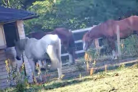 Rachel Stock commented: "Horses relaxing in the shade, dogs in their pool and I'm working inside the house with fans on until going back out to feed and water horses again."
