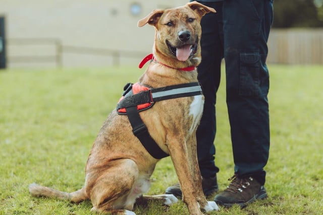 Clyde is a one-year-old cross breed who is playful and affectionate but nervous of strangers so will need an experienced owner. He has basic house training and is looking for a quiet, adult-only home which he could share with another dog but one without a cat.