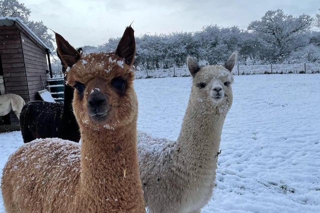 People in Derbyshire are being asked by Brackenfield Alpacas to recycle their Christmas trees.