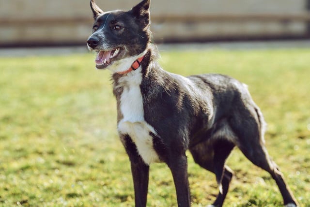 This husky cross collie is two years and 10 months old and very active. Betty is very clever, attentive and loves going for walks so will need an owner who can keep her mind and body occupied. She could live in a household with chldren of secondary school age (11 to 15 years) but preferably one without a cat.