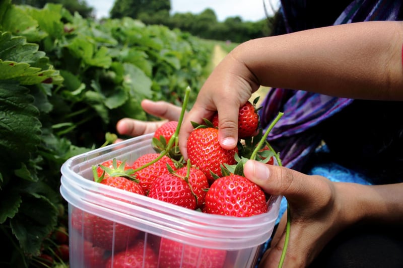 Craigie's Farm, located between Edinburgh and Queensferry, offers a cafe, butcher and farm shop, but the key draw for kids is the opportunity to 'pick your own' strawberries, raspberries and other tasty fruit and veg.