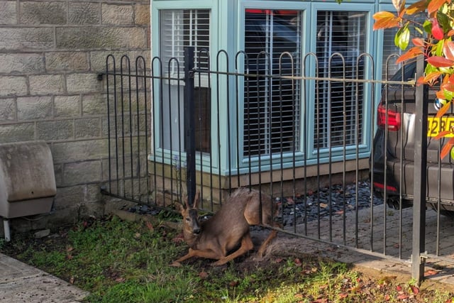 Blue Watch were able to release the legs and carry him to a footpath leading to the countryside and back to his nearest and deer-est! #NotJustFires