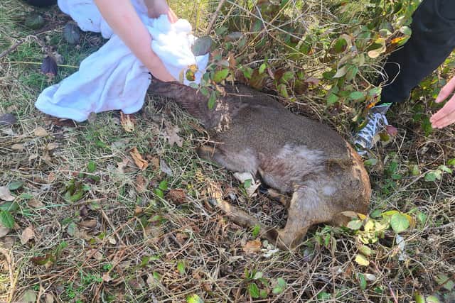 Good samaritans treated the deer's superficial wounds before it "galloped away without a backwards glance" (picture: Claire Barley)