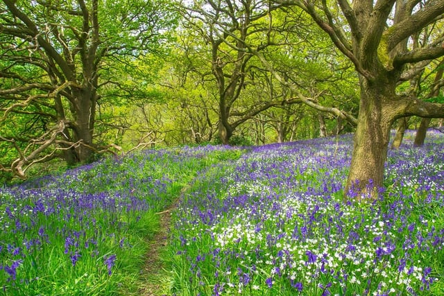 Swathes of pretty bluebells can be seen close to Kedleston Hall by following the Short Path that leads from the House of Lords gates (generic image: Stock Adobe).