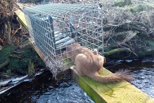 The animal had clearly been trying to get out of the trap, the campaigners said.