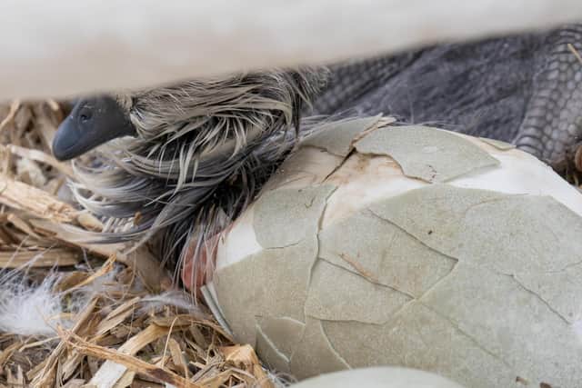 The tiny baby bird can be seen pushing its way out of the membrane of the egg, fighting to join its family as its patient mother assisted from above, peeling back the shell.