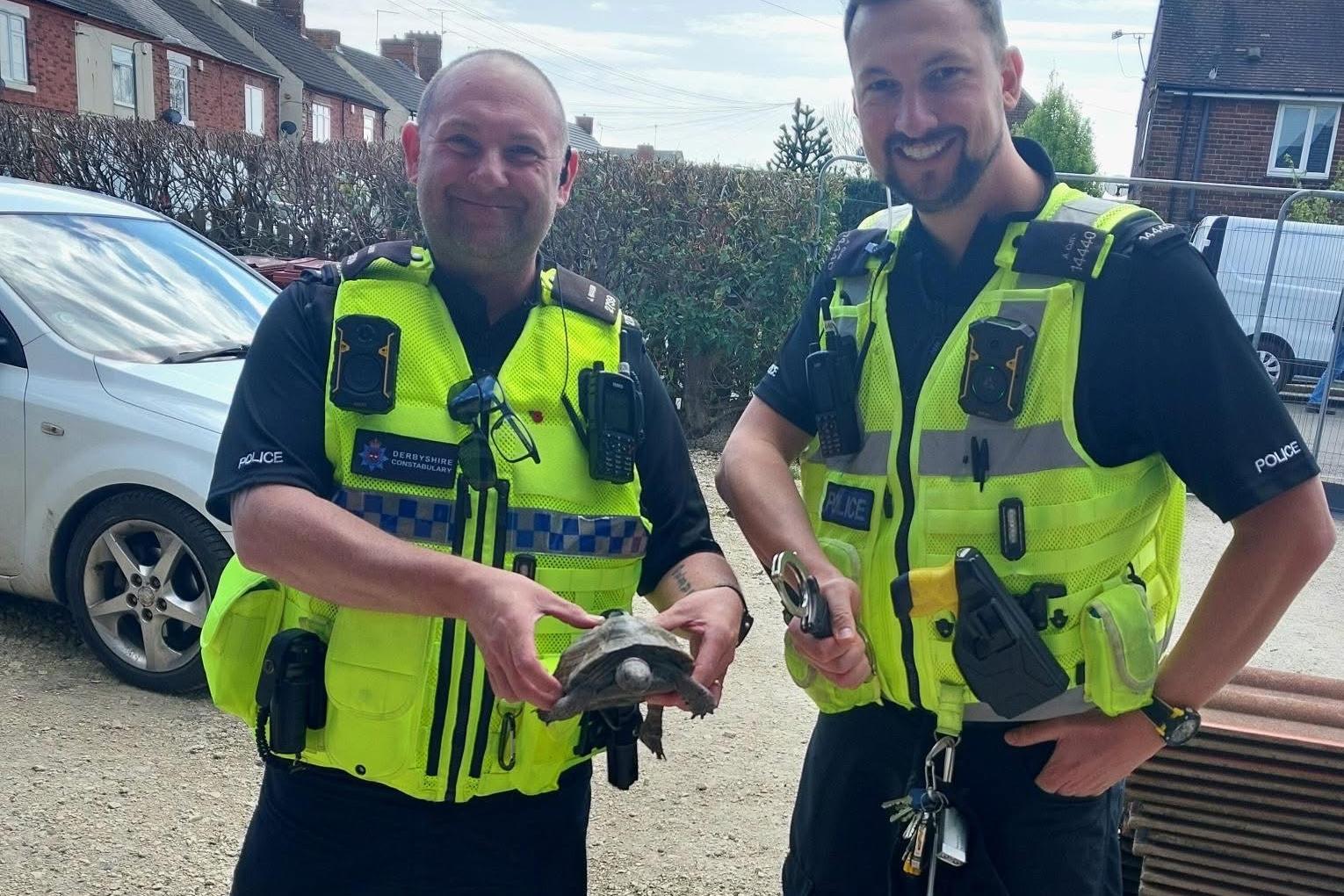 Police catch “hardened offender” after tortoise leads officers on “high ...