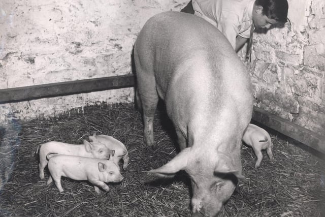 A pig and piglets at the Chesterfield School, November 1958