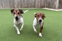 Peony and Marigold are extremely sweet, closely bonded girls looking for a patient family together to provide them with plenty of TLC and help them grow in confidence at their own pace. Because they haven’t had the best start in life, they will need some nurturing and a family committed to visiting the centre to build up a relationship before heading home, but seeing their true personalities shine through will be so rewarding! They require a secure garden since walks will need to be built up slowly, but with you by their side, they can finally have the bright future they deserve.